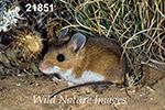 Peromyscus maniculatus